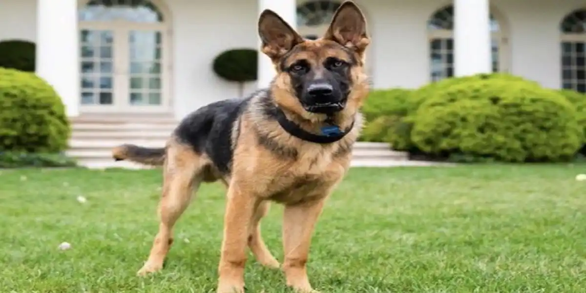 «POR MAL PORTADO» sacan al perro de Joe Biden de la Casa Blanca