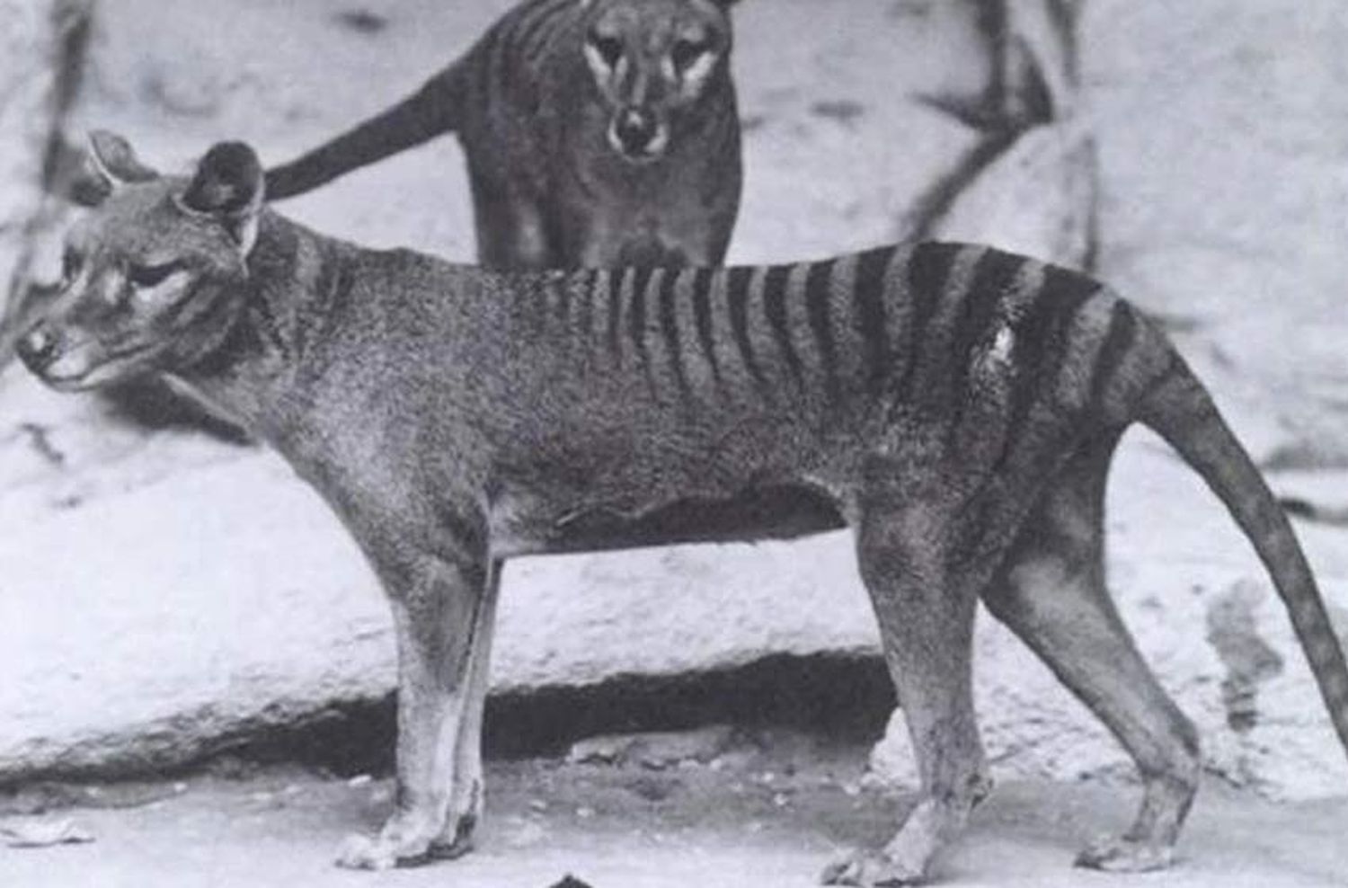 El animal que se creía extinto hace 80 años pero fue visto ocho veces en los últimos tres años