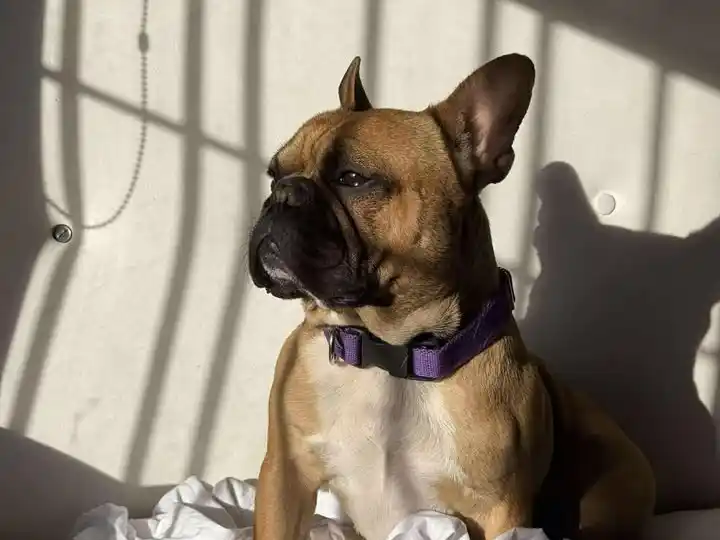 Cooper tiene un collar con chapita y número de teléfono.