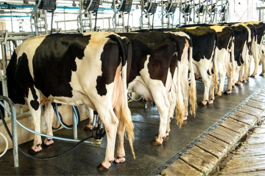 Las exportaciones del sector lechero alcanzaron su nivel más alto en 12 años