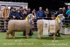 Brilló la genética de La Conchera S.A. en Palermo con ejemplares Romney Marsh