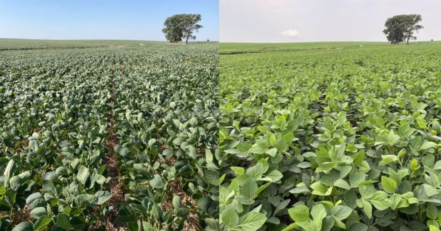 “Antes y después”, así se celebran las lluvias en el campo