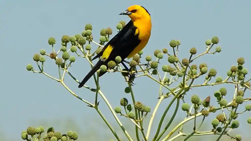 Un equipo de investigadores implementó transmisores GPS en ejemplares de tordo amarillo, una de las aves más amenazadas de la Argentina.