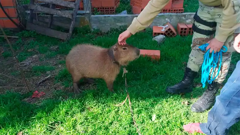 Rescataron un carpincho que una familia tenía atado con cadenas