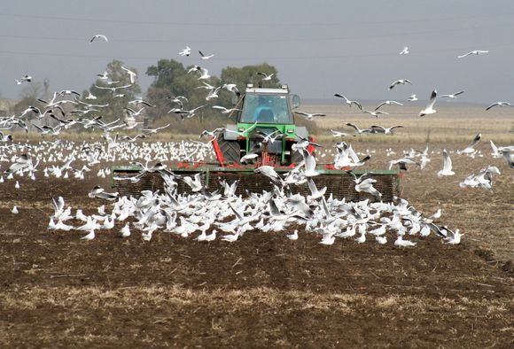 El regreso menos esperado: un 18% de los lotes tuvo algún tipo de labranza