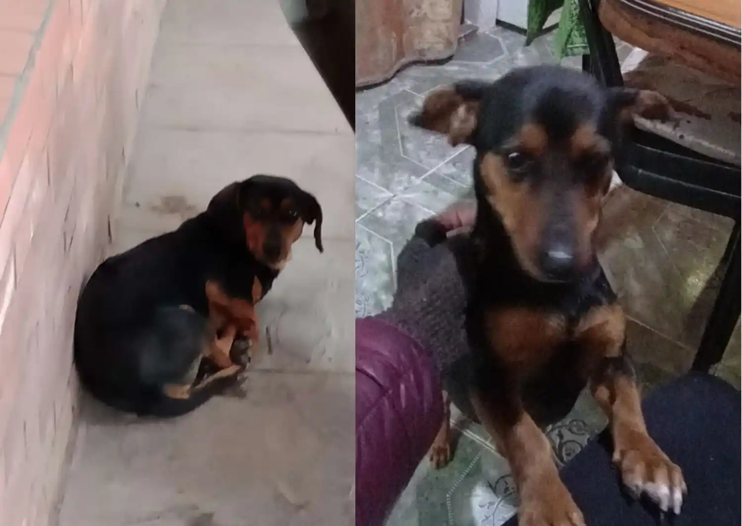 Solucionado: Encontraron a este perrito y buscan a sus dueños