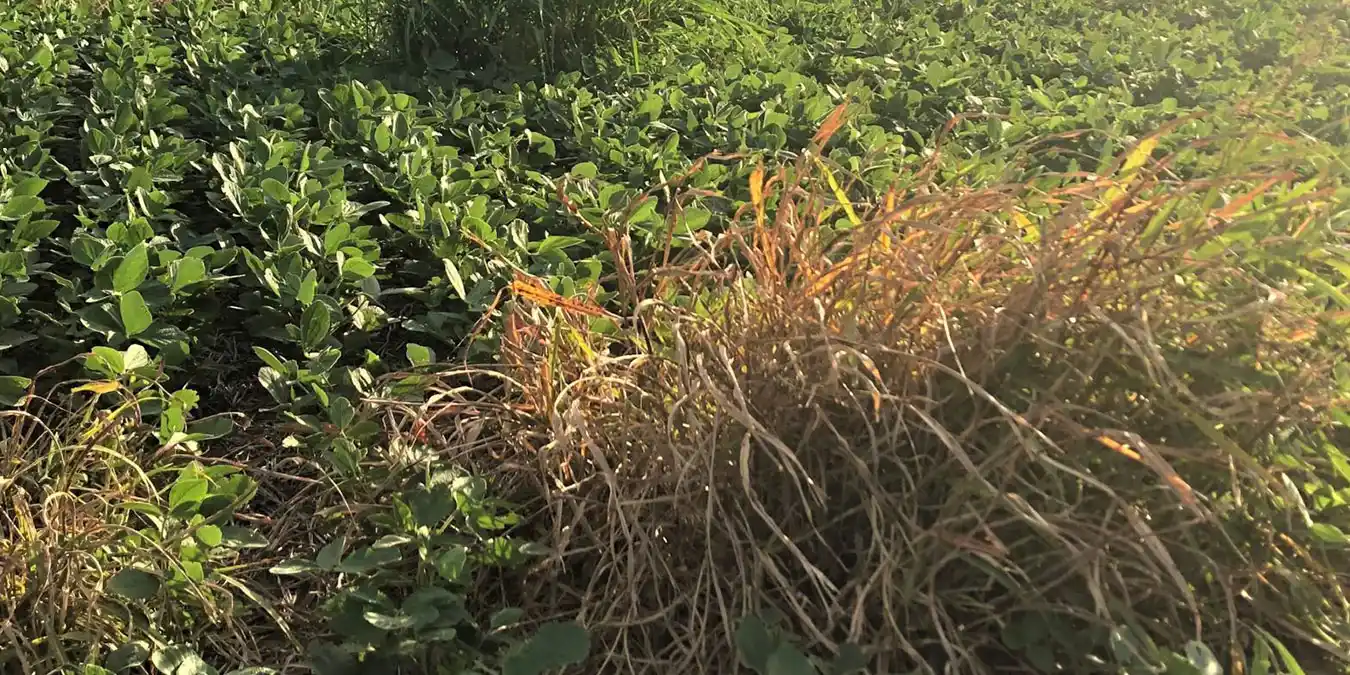 ¿Por qué el sorgo de Alepo es tan difícil de manejar?