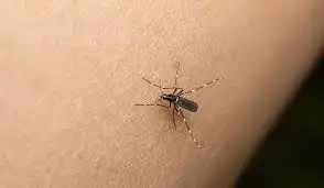 Se propone analizar la distribución del mosquito Aedes aegypti en Argentina y el escenario entomológico nacional.