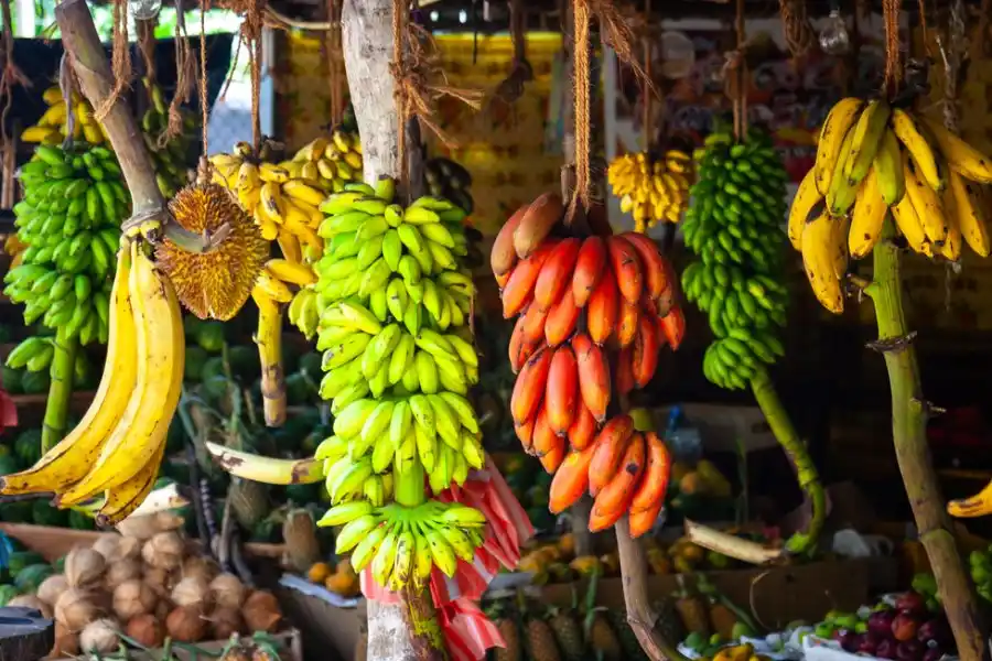 “El problema es que todos a nivel global comemos un solo tipo de banana aunque hay 2.000 variedades"