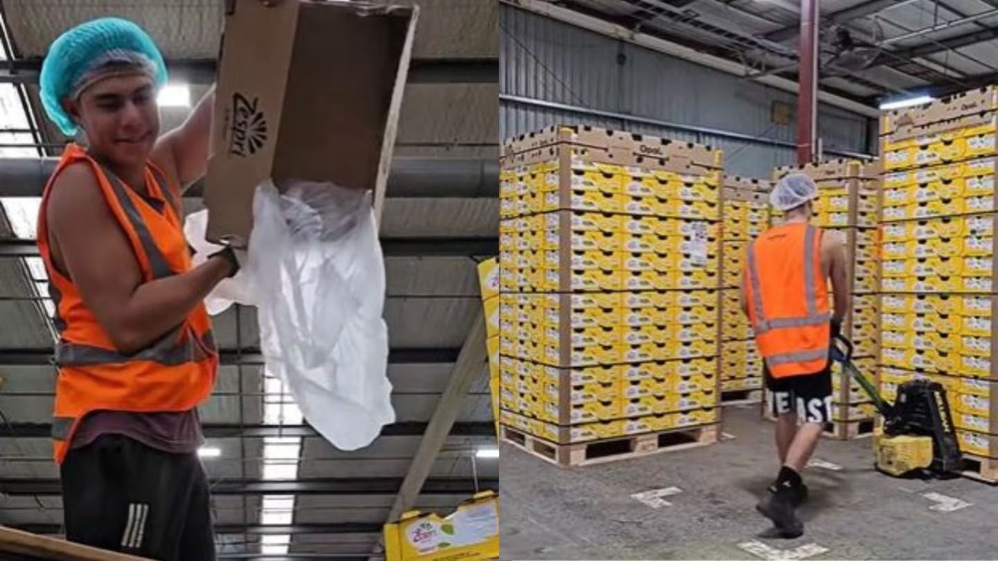 Trabajó 17 días seguidos juntando kiwis en Nueva Zelanda y contó cuánto ganó: “Con cada pago se me pasaba el cansancio”