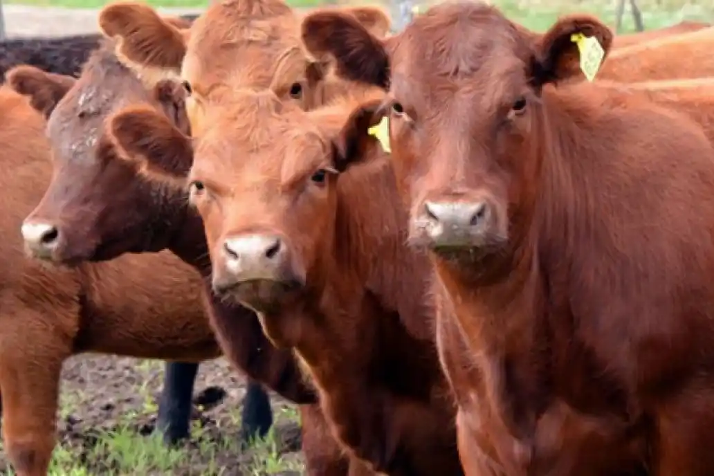 La faena vacuna en 2024 cayó 4,1%, pero las exportaciones marcaron un récord histórico