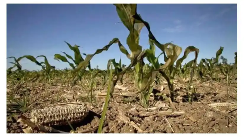 Emergencia Agropecuaria en Chascomús: se extiende el período de adhesión