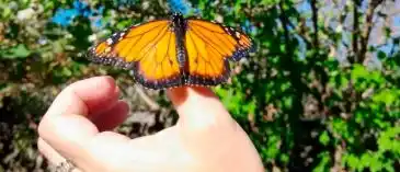 Darán una charla en La Delfina sobre conservación de mariposas