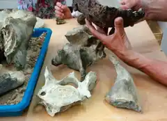 Entregaron restos fósiles hallados en el río Gualeguay al Centro Científico de Diamante