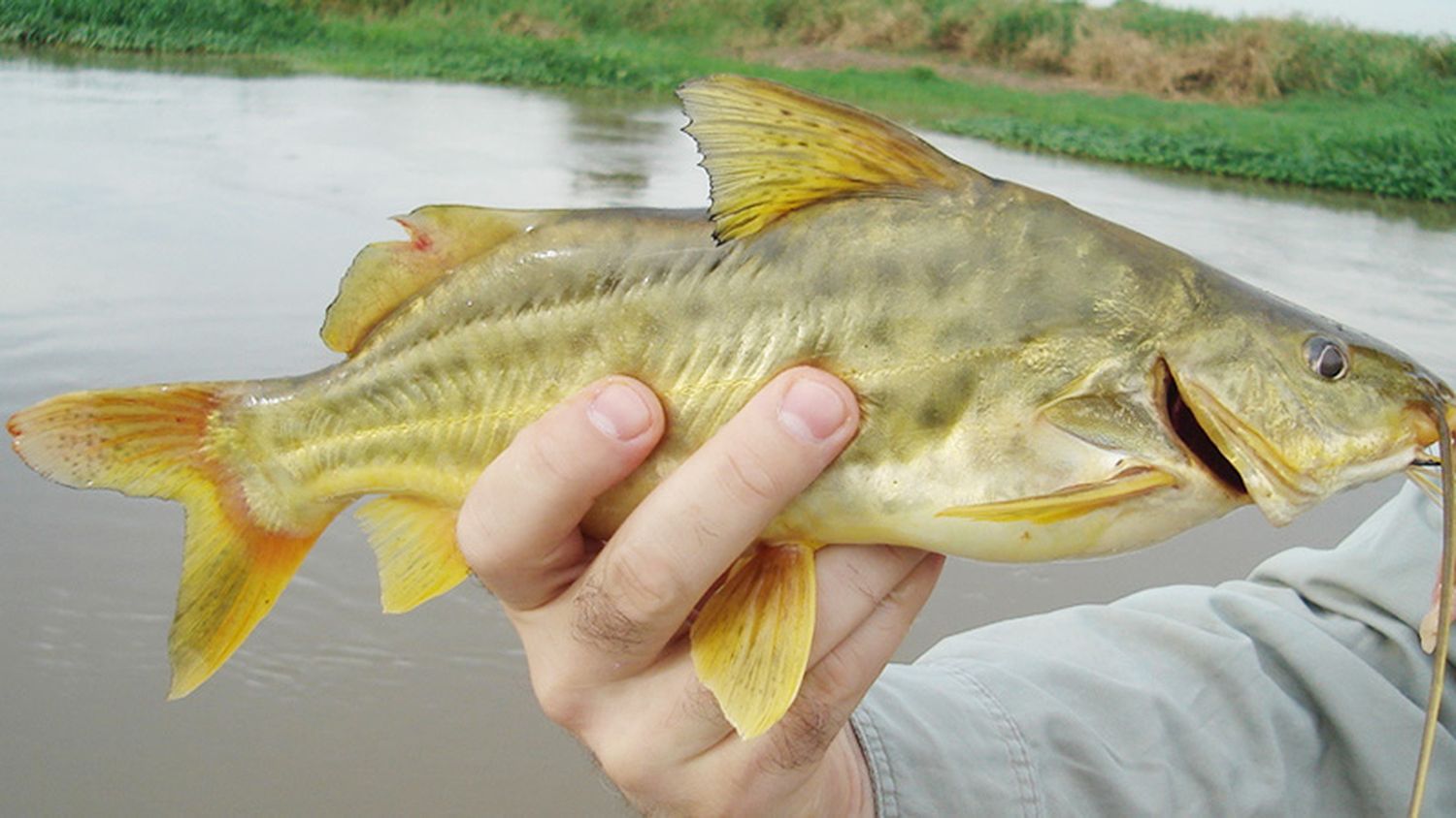 Se prepara la 30° Fiesta Argentina Pesca del Bagre Amarillo