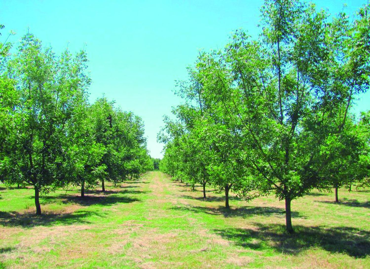 Nuez Pecan, una alternativa para pequeños productores