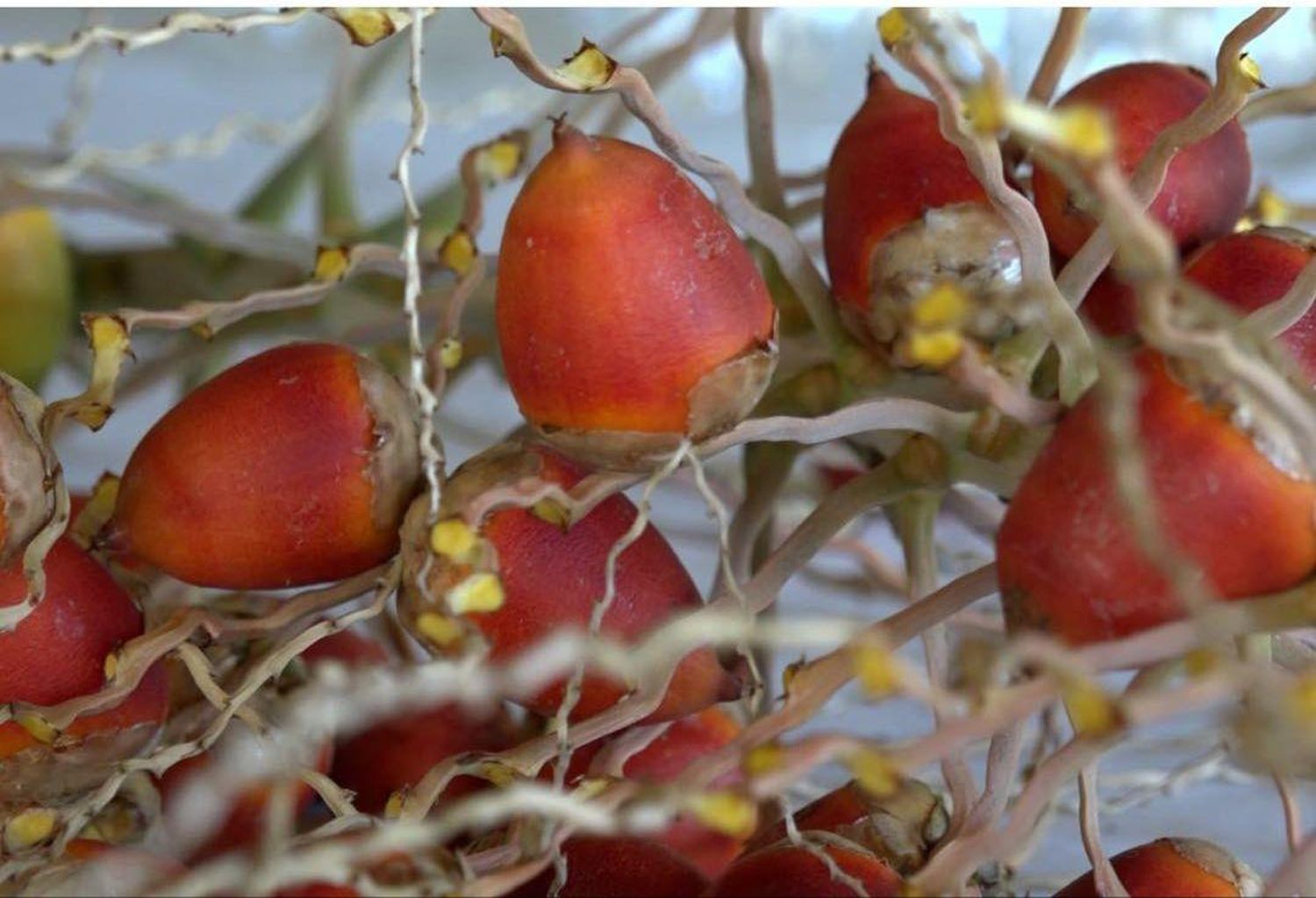 Por investigaciones de la Facultad de Bromatología, el fruto de yatay se incorporó al Código Alimentario Argentino