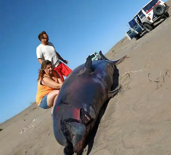 Hallaron un delfín en las playas del sur del distrito