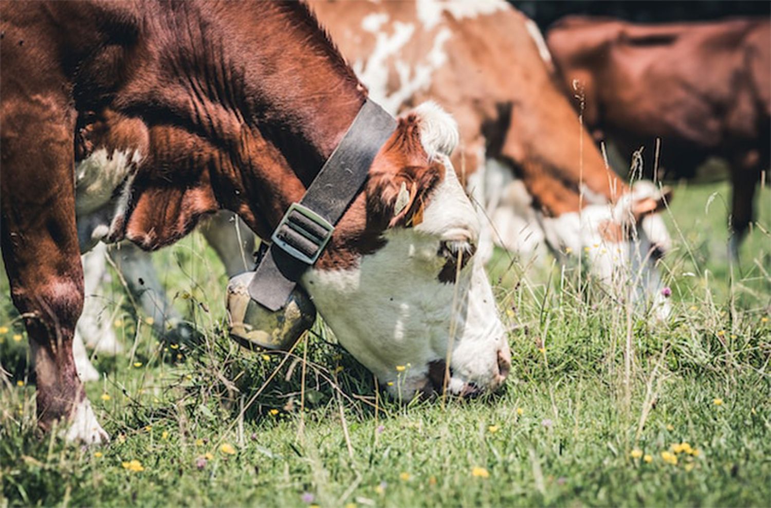 Caída del consumo: cómo impacta en el sector de la carne vacuna