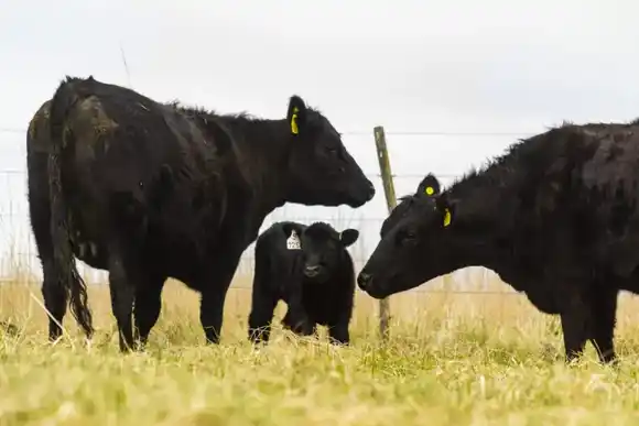 “Cobrar por respirar”: Polémico proyecto de impuesto a los gases emitidos por vacas