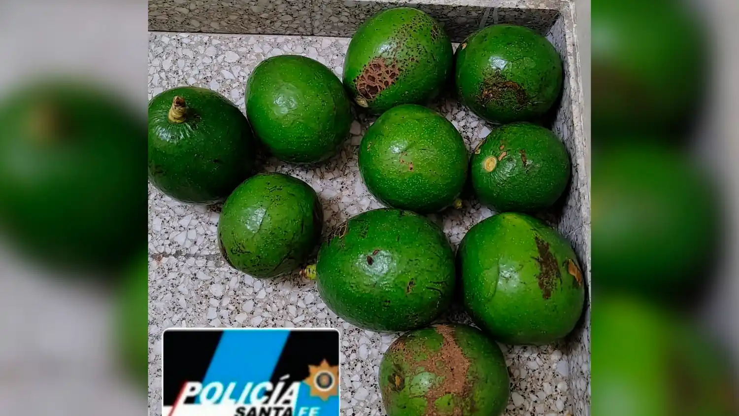 Insólito robo en Rafaela: Detuvieron a una pareja por sustraer paltas del patío de una casa