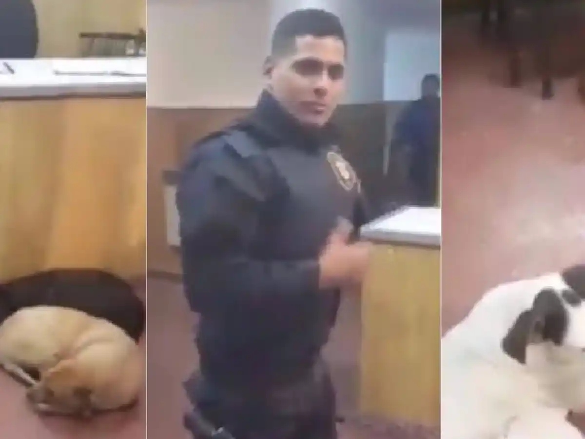 [VIDEO] En Mar del Plata, los perros callejeros duermen en la comisaría