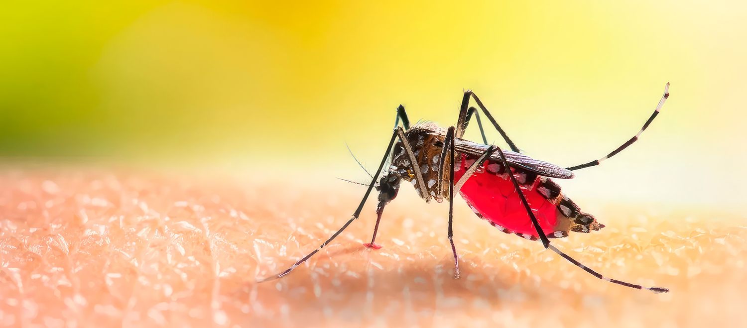 Cifras récord de Dengue: las precauciones para el verano