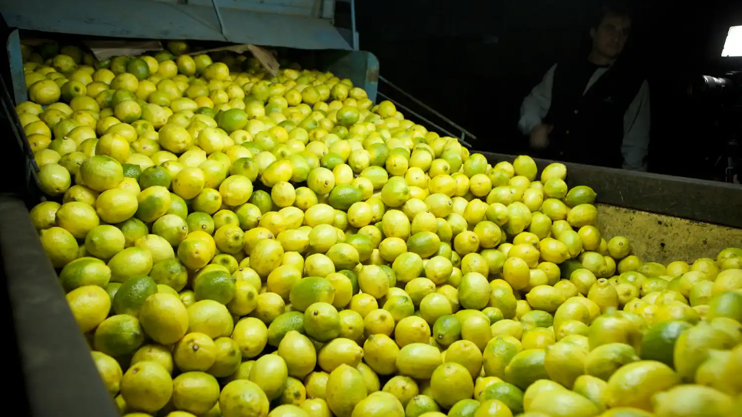 En 2024 se sumaron 61 mercados y crecieron 60% las exportaciones vegetales