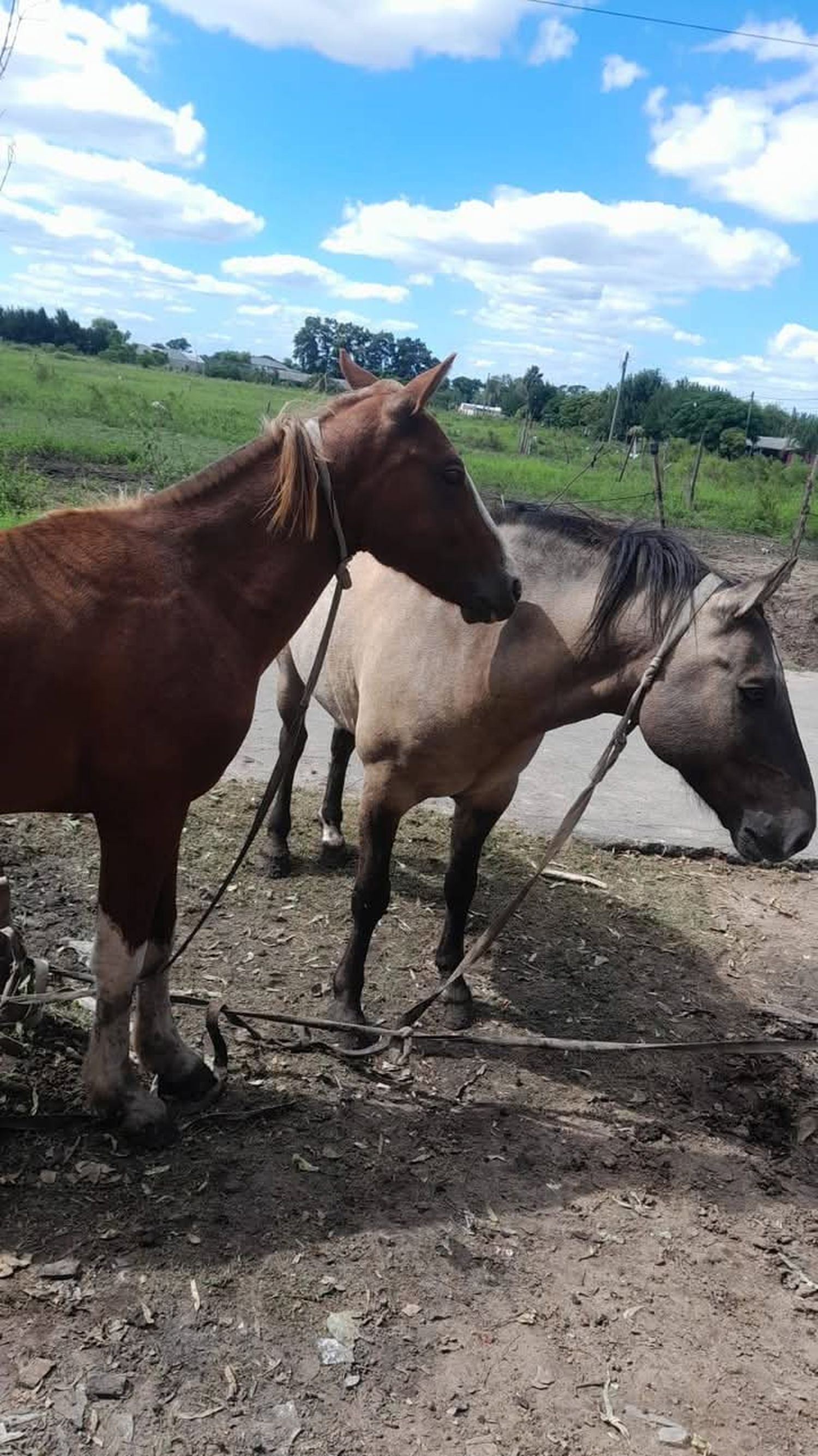 Brisa caballos