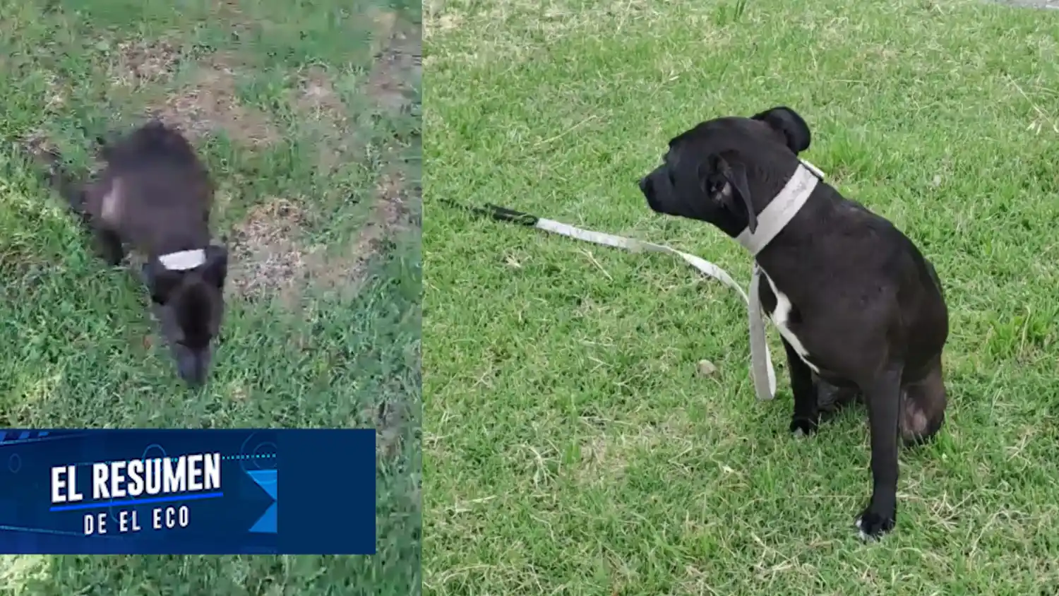 Abandonan a una cachorra paralítica en las puertas del Colegio de Veterinarios