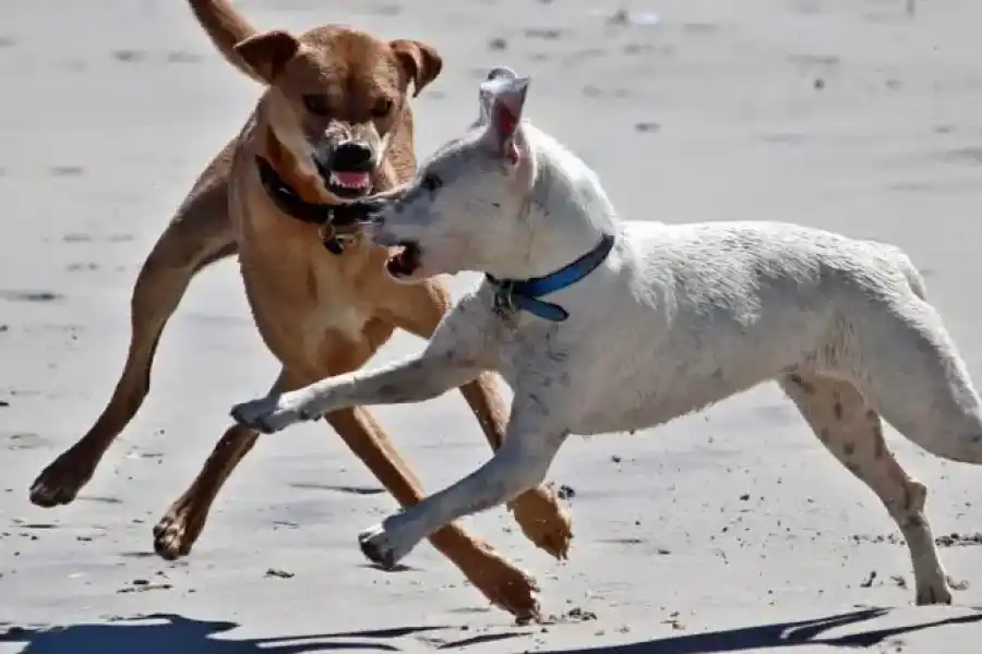 Una jauría atacó a una nena de 9 años en Córdoba, le amputaron un brazo y la familia sacrificó a los perros