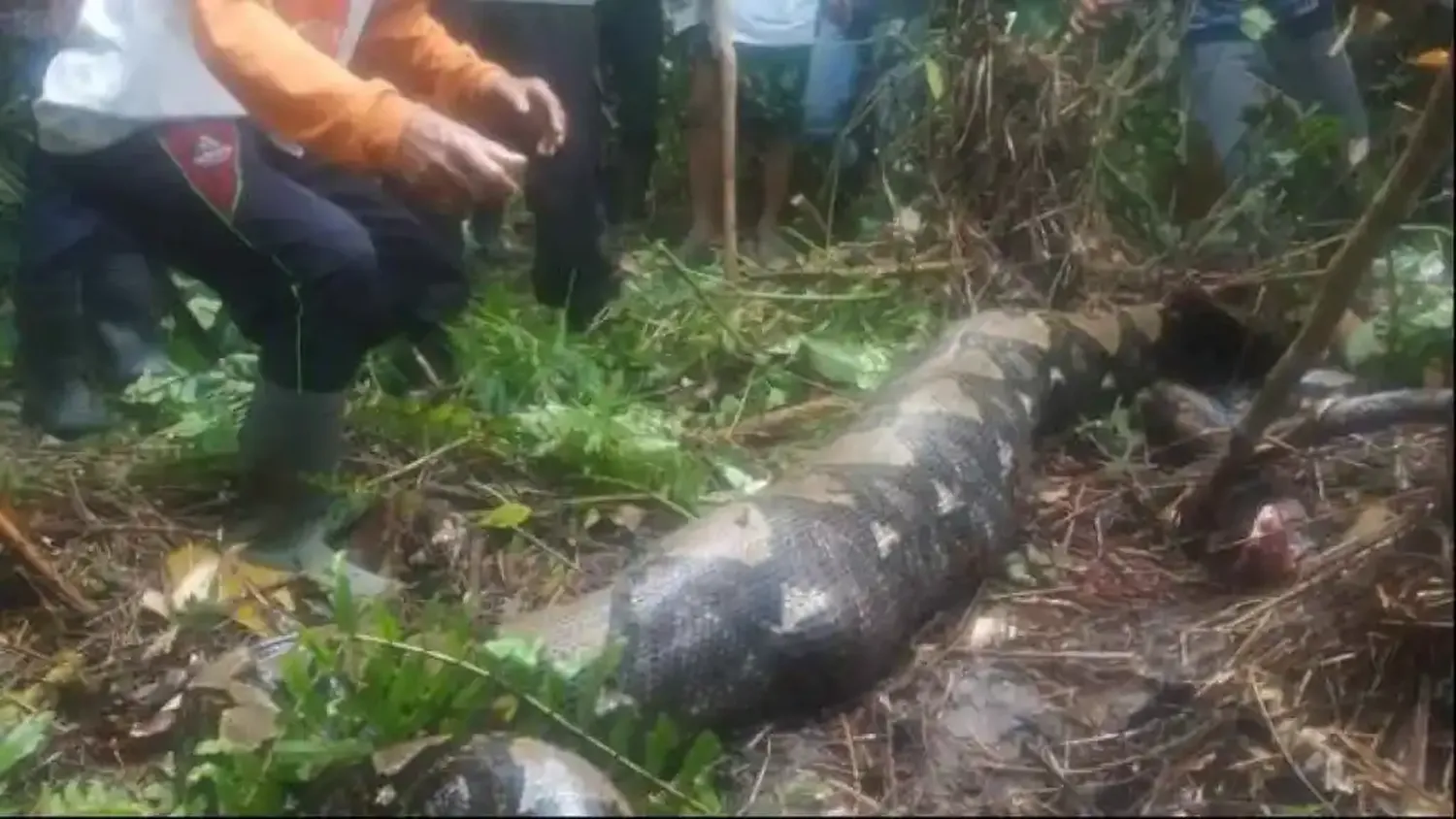 EN INDONESIA HALLAN A UNA MUJER en el interior de una pitón de 5 metros: estaba desaparecida  