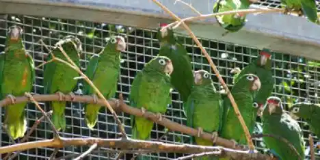 Baradero: Dos detenidos por vender loros y cotorras