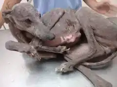Rescataron a una perra galgo con graves signos de maltrato, en Piedrabuena y Falucho