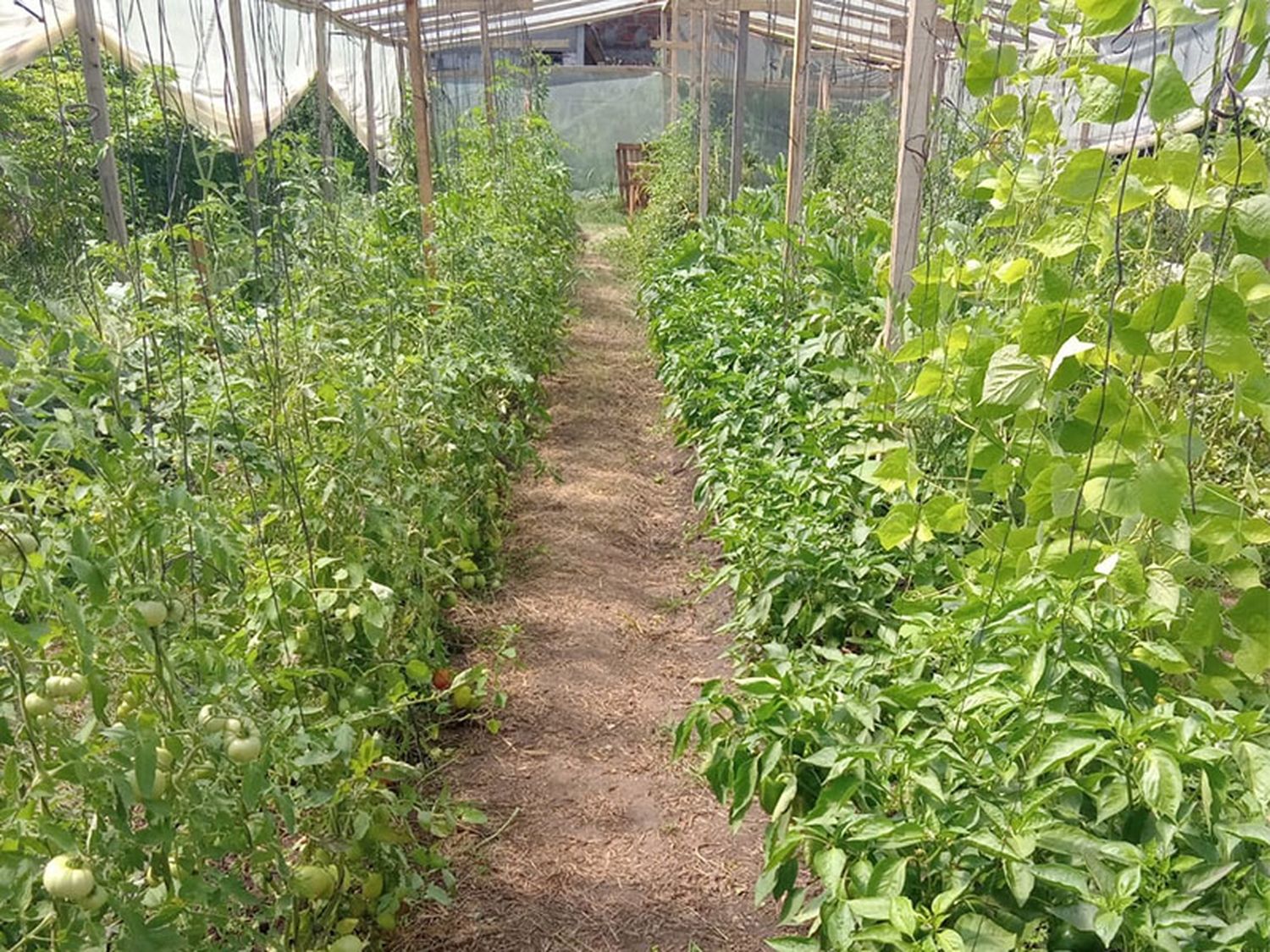 Venderán verduras agroecológicas en el Mercado Comunitario.