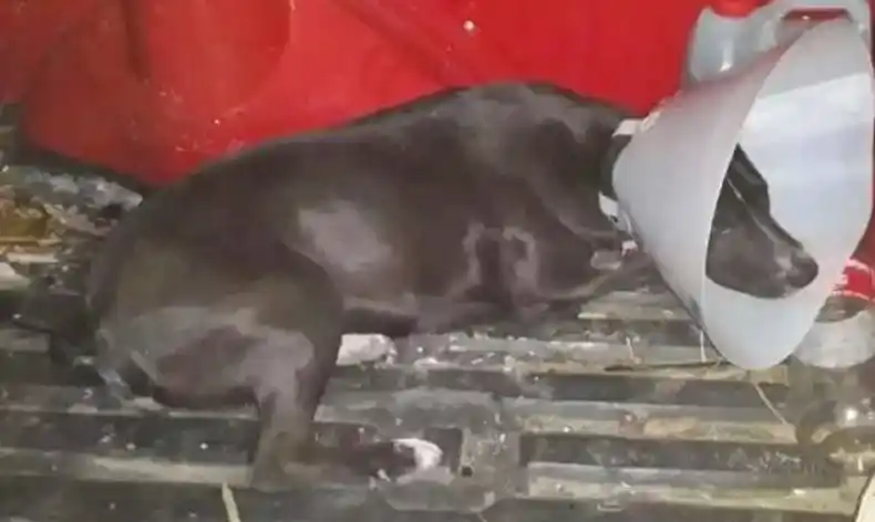 Un vecino denunció que drogaron y ultrajaron a su perra