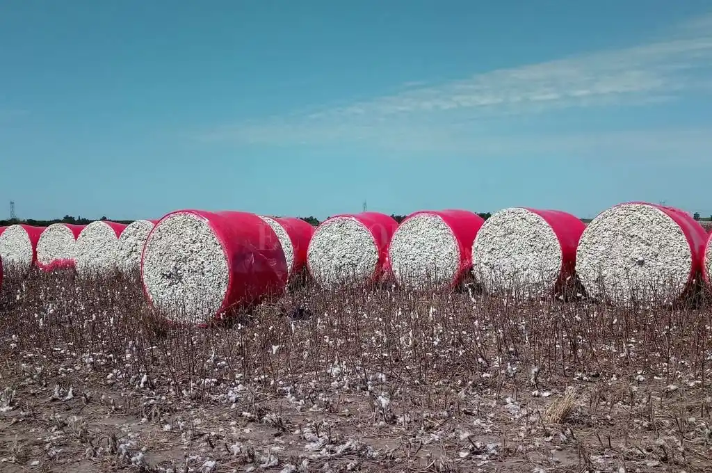 El algodón cerró el ciclo con incrementos en los rindes