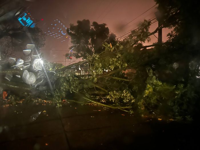 arbol caido av podio - 2