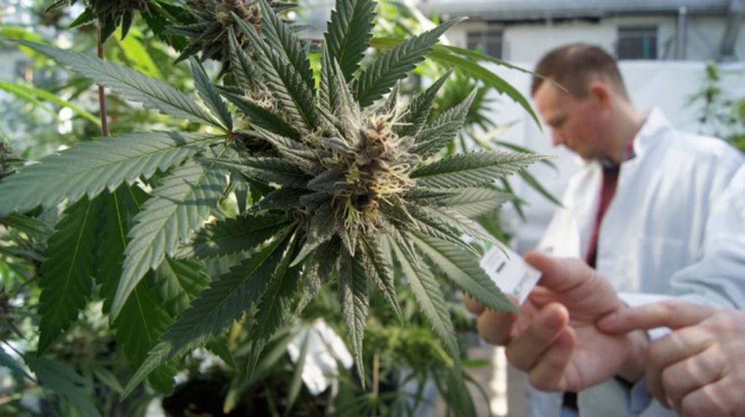 Entre Ríos y Uruguay se unen para impulsar la producción de cáñamo y cannabis medicinal