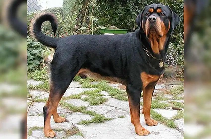 Una Rottwailer espantó a un ladrón y salvó a su dueño del robo