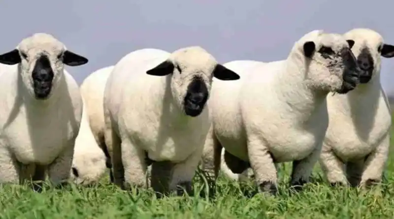 OVEJAS