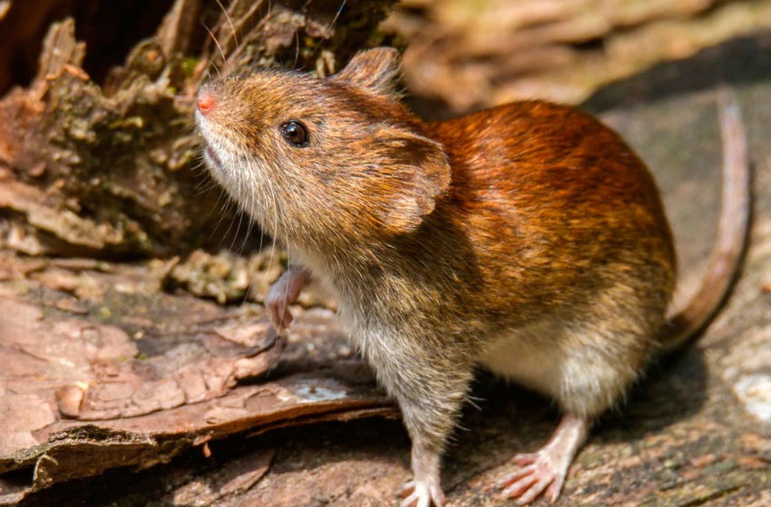 Hantavirus: Grupo Emerger alerta por el aumento de casos