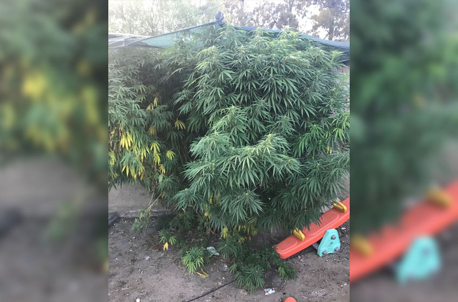 Detuvieron a una mujer en su casa con plantas de marihuana