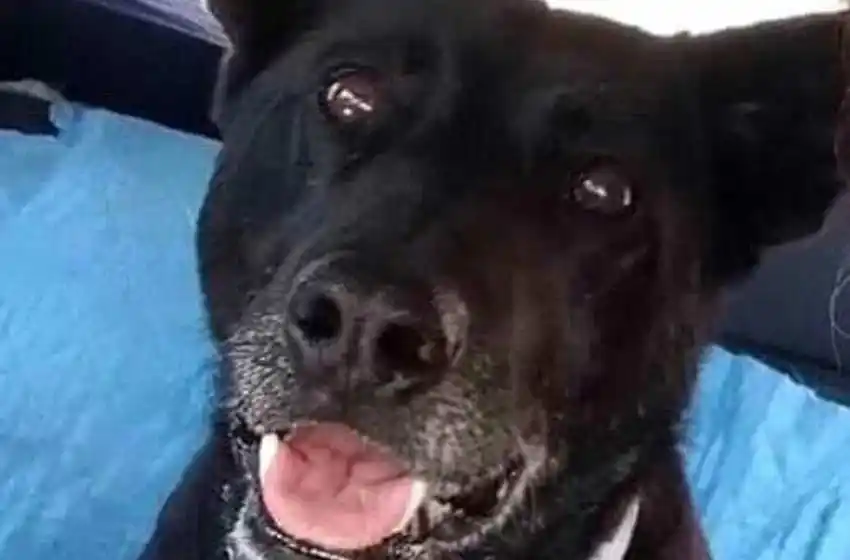 Preocupante: se repiten los ataques a animales en el Policlínico Pami II y ahora apuñalaron a una perra