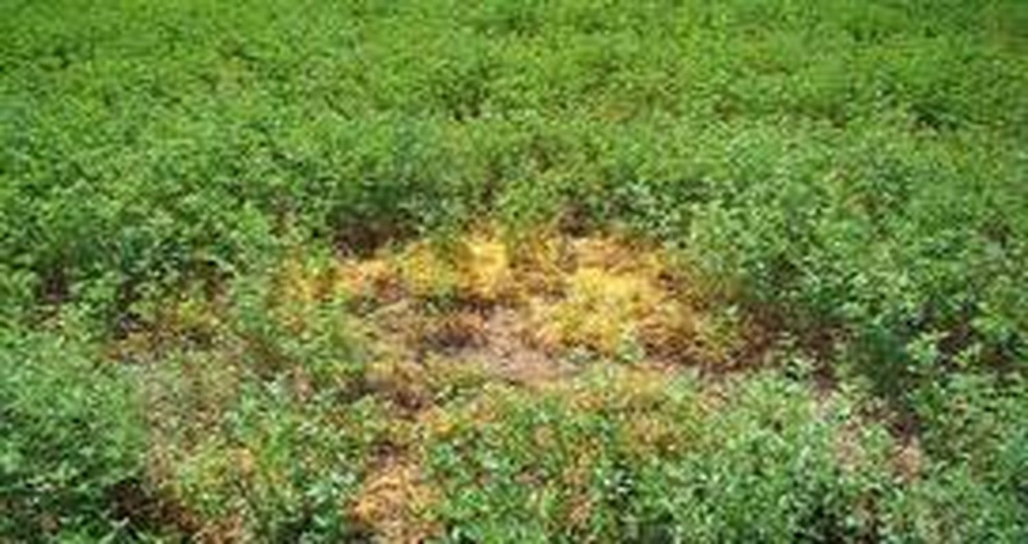 Cuscuta: la planta parásita que no debe entrar en nuestro campo