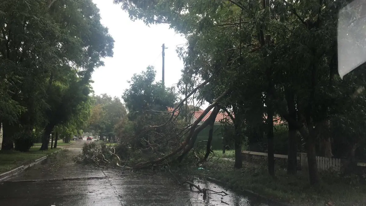 Temporal en Mar del Plata: Árboles caídos, cortes de luz y voladura de techos
