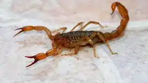 Un niño murió tras ser picado por un alacrán en Santa Fe