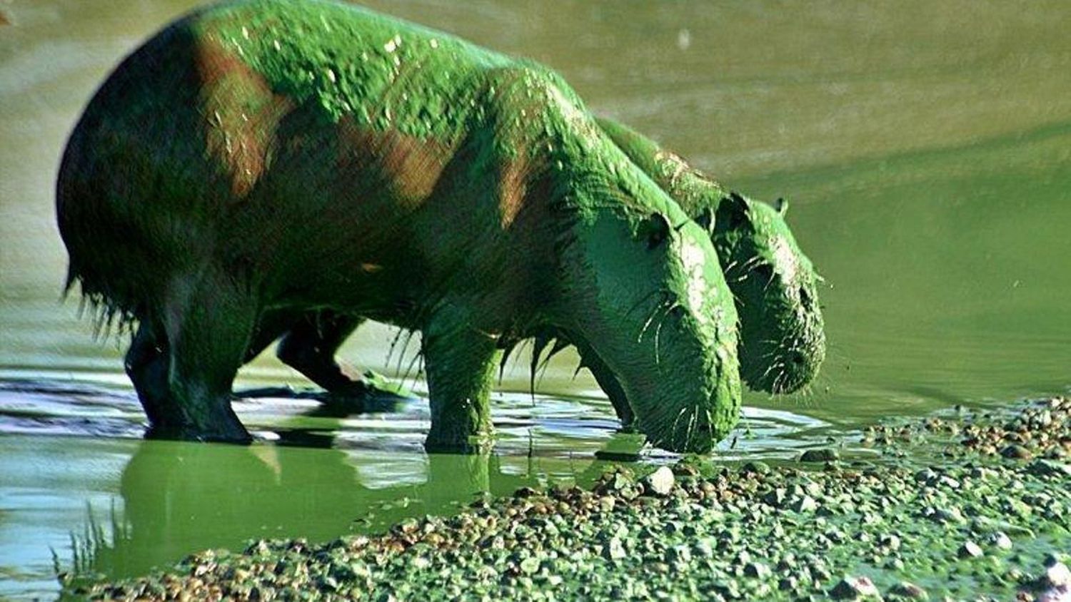 Provincia espera que las lluvias reduzcan la cantidad de cianobacterias en el río Uruguay