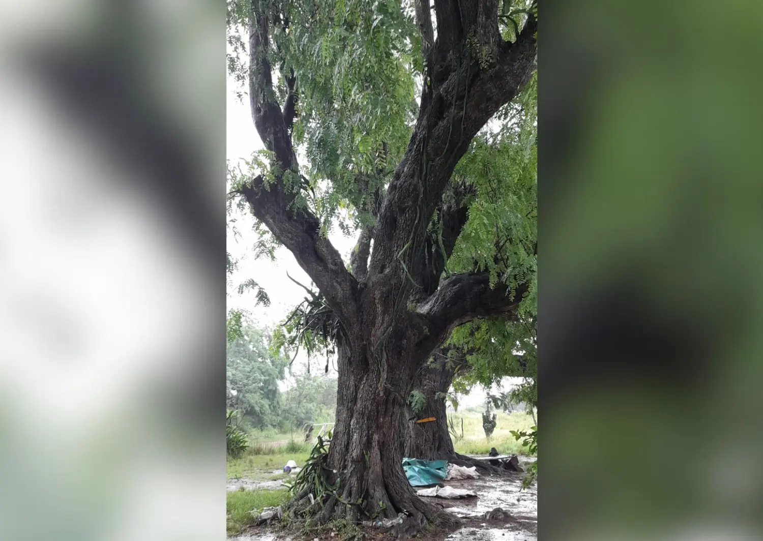 Un ejemplar de tipa puede alcanzar los 13 metros de alto, pese a ser un arbusto.