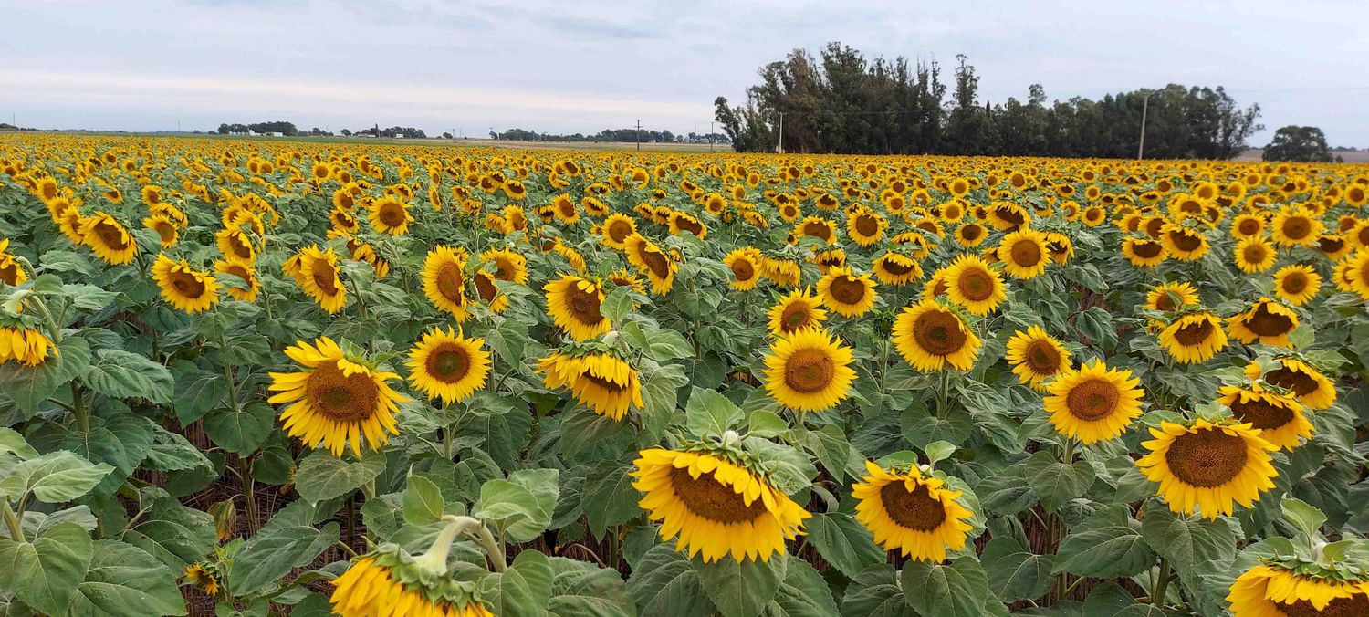 Girasol de segunda: claves de manejo para un cultivo exitoso